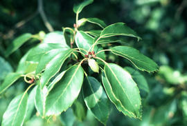Quercus glauca [at] Norfolk Botanical Gardens, Virginia