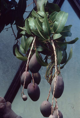 Mangifera indica; Santa Cruz Botanical Gardens, Cal[ifornia]
