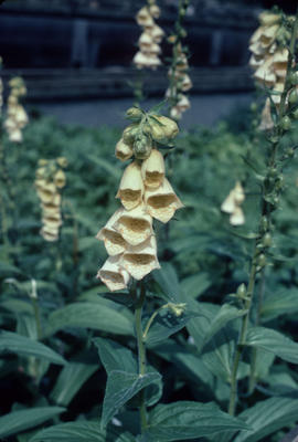 Digitalis luteum : White Flower Farm