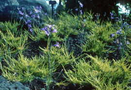 Ixiolirion montanum