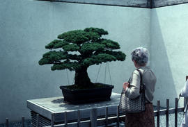 Bonsai pinus parvifolia