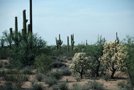 Opuntia bigelovii : teddy bear cholla; n[ea]r Kitt Peak