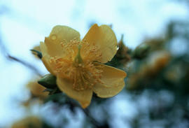 Hypericum patulum, Yunnan