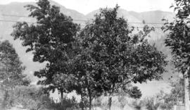 Some of the orchard