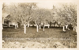 Orchard and Summer Cottages, Mount Strachan Lodge, Bowen Island, B.C.