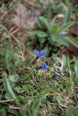 Gentiana verna [on] Montagne de Semnoz, Cret de Chatillon