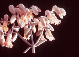 Kalanchoe pubescens