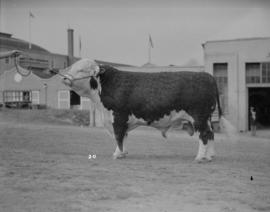 C.P. Exhibition [Bull being shown]