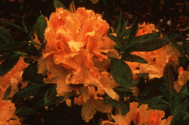 R[hododendron] : Vineland Gold [at] Vineland Ont[ario]