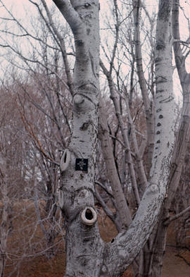 Amelanchier laevis