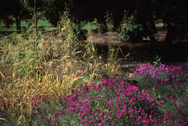 Aubretia milium effusum aureum