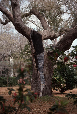 Pruning : tree surgery, Beaufort damage repair