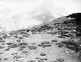 Saxifraga Tolmiei near Helmet Glacier