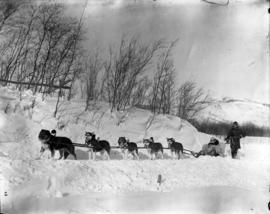 [Yukon dog team of huskies and driver]