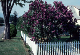 Syringa vulgaris : Charles Jolly [Lilac] [in] Private Garden [in] Vancouver