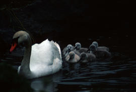 Wildlife : swan and six cygnets