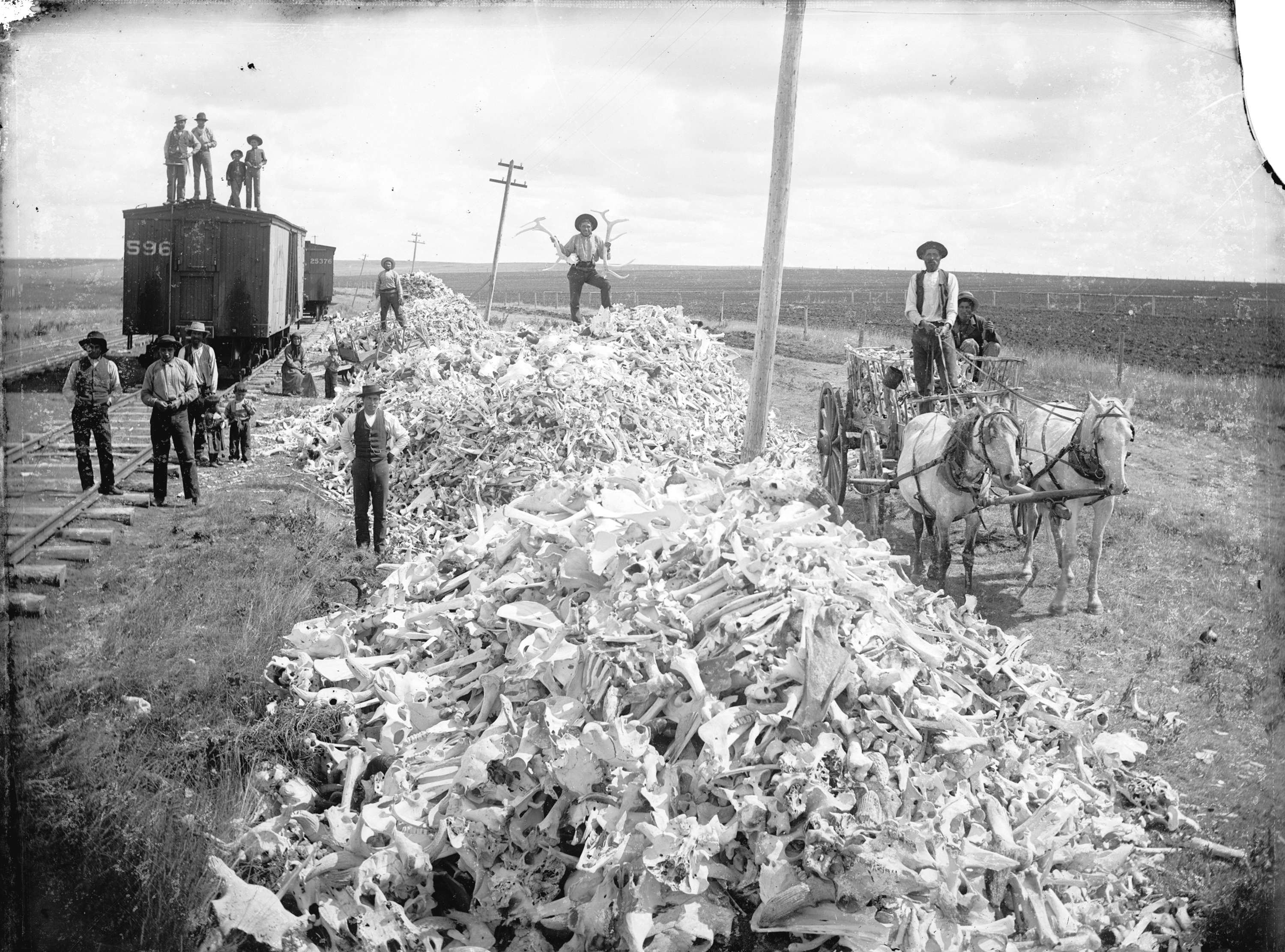 Buffalo bones gathered from the Prairie for shipment, at Gull Lake, N.W.T.  - City of Vancouver Archives
