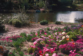 Mediterranean Garden : Anemone coronaria, Papaver nudicaule, Aubretia deltoidea