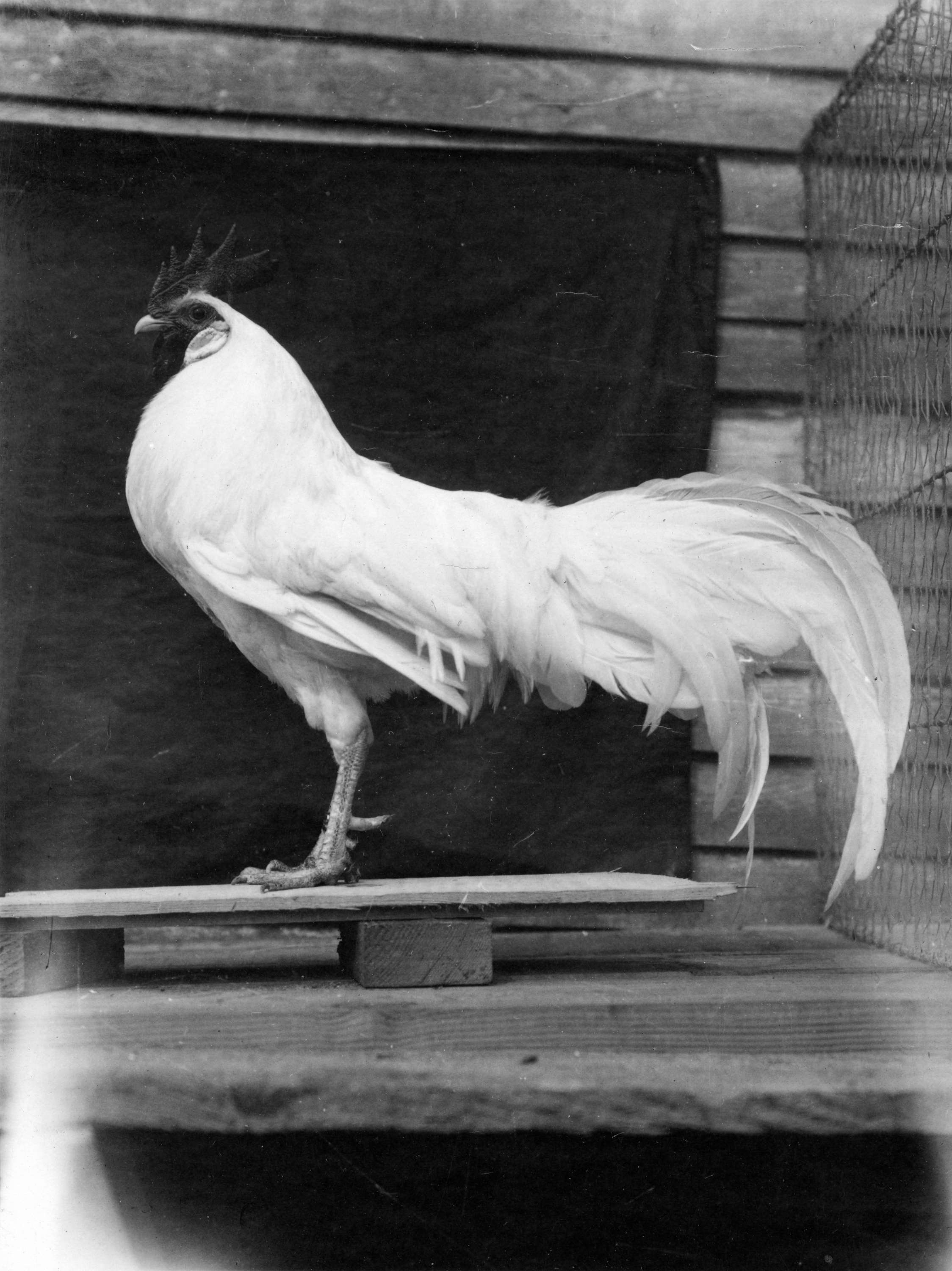 White rooster with long tail feathers and single comb - City of