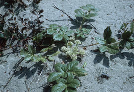 Glehnia - parsley family