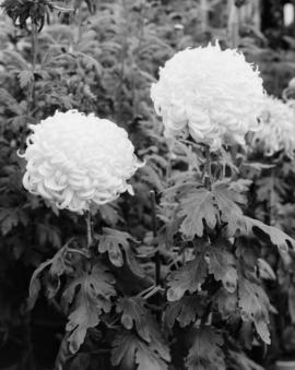 Gray's Nurseries - Crysanthemums