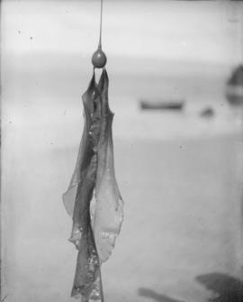 Bull kelp specimen