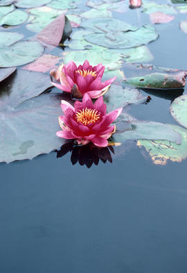 Nymphaea : Water Lilies [at] VanDusen [Botanical Garden]