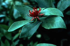 Calycanthus floridus