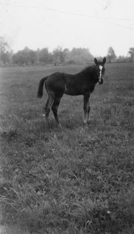 Best Bet's foal