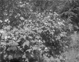 Thimbleberry (Rubus parviflorus) in situ