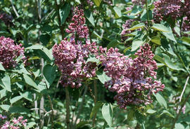 Syringa : Edmond Boissier [Lilac]