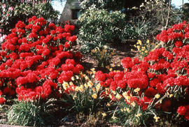R[hododendron] 'Jean Marie Montague'