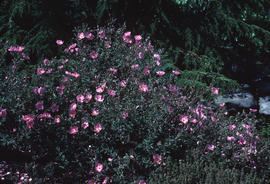 Cistus : silver pink