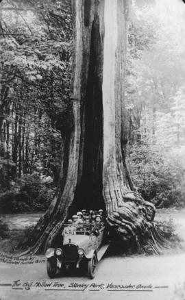 The Big Hollow Tree, Stanley Park, Vancouver, Canada