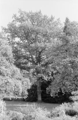 Quercus robur