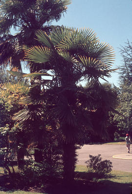 Trachycarpus fortunei