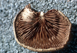 Crepidotus fulvotomentosus, Phyllotopsis nidulans [at] Cambie and Marine Drive