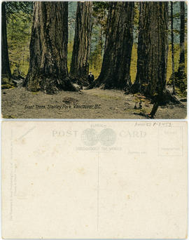 Giant trees, Stanley Park, Vancouver, B.C.