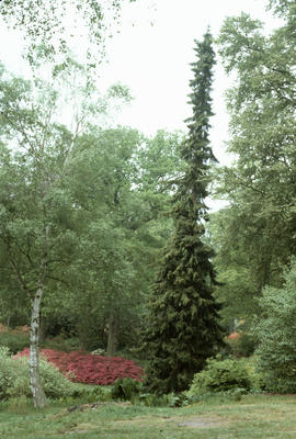 Picea omorika, Windsor