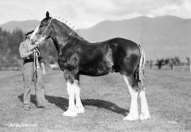 Aerodome : [draft horse with handler]