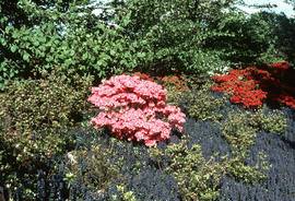 Rhododendron 'Kathleen', Ajuga reptans