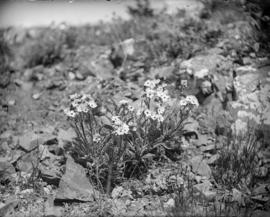 Unidentified flora in situ