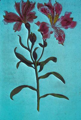 Botany : Alstroemeria pelegrina
