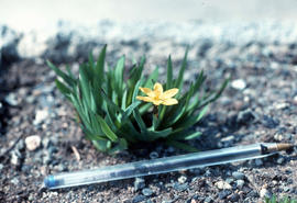 Sisyrinchium californicum : yellow eyed grass