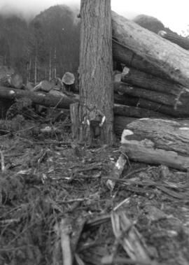 Green Point Logging Co. Ltd. [logger at base of spar tree]