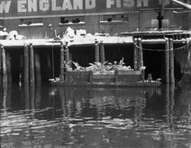 Gulls [on barge beside] New England Wharf