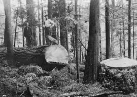 A five foot 6 inches Douglas fir after being felled