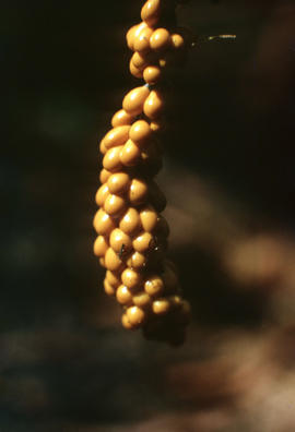 Physacaceae, Physarales, Leocarpus fragilis : insect-egg slime