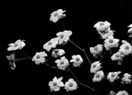 Dogwood blossoms