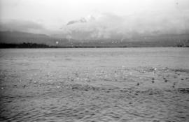 Seagulls in Burrard Inlet